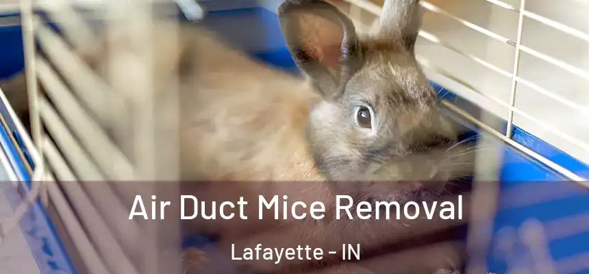  Air Duct Mice Removal Lafayette - IN